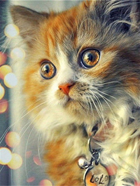 Gato Naranja Pintar por Números