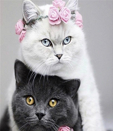 Gato Negro y Gato Blanco Pintar por Números