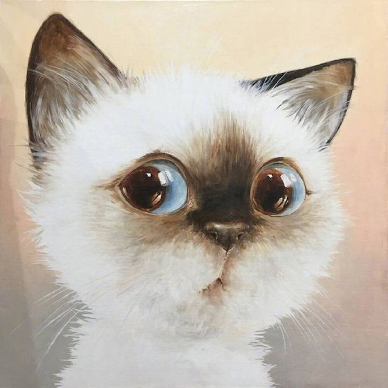 Gato Pequeño con los Ojos Redondos Pintar por Números