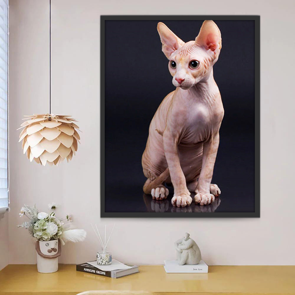 Gato sin Pelo en el Fondo Negro Pintar por Números
