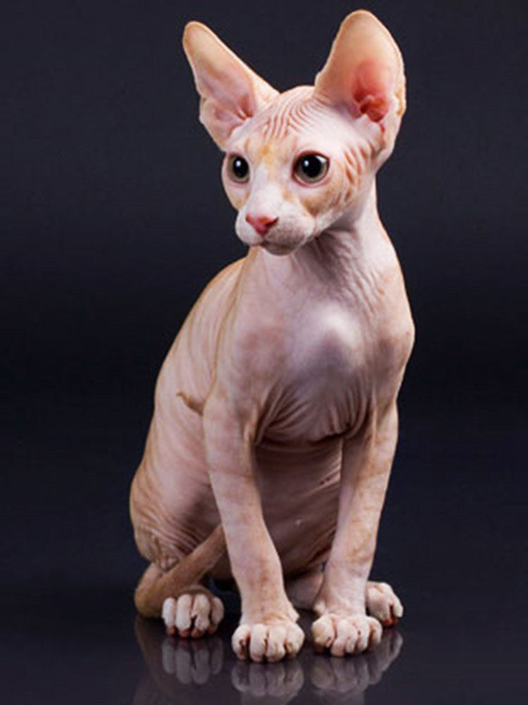 Gato sin Pelo en el Fondo Negro Pintar por Números