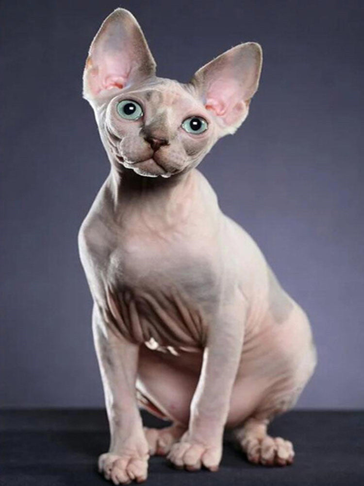 Gato sin Pelo Pintar por Números