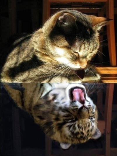 Gato y Tigre en el Espejo Pintar por Números