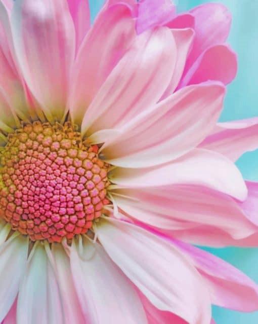 Girasol de Pétalos Rosados con Fondo Azul Pintar por Números