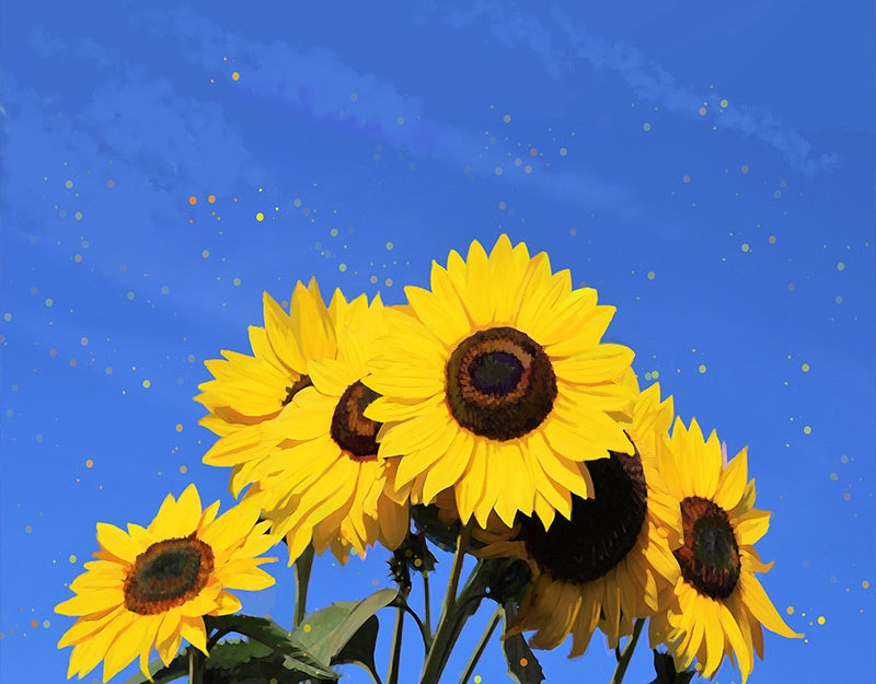 Girasoles Hermosos con Fondo de Cielo Azul Pintar por Números