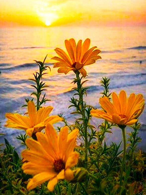 Girasoles Pequeños al Lado de Mar con el Sol Pintar por Números
