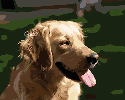 Golden Retriever al Sol Pintar por Números
