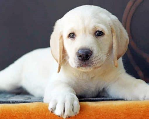 Golden Retriever del Perrito Pintar por Números