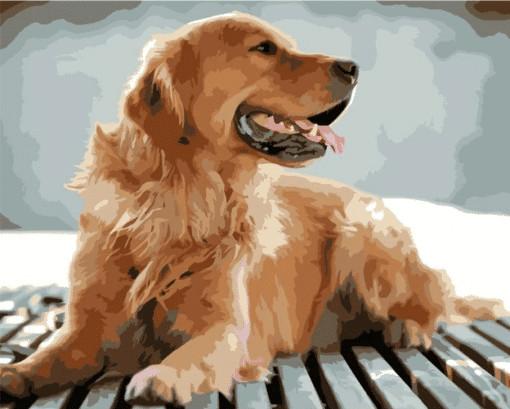Golden Retriever Sentado en el Suelo Pintar por Números