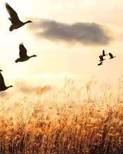Grupo de Aves Ánsar en el Cielo Pintar por Números