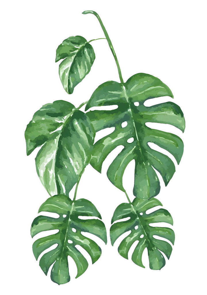 Hojas Verdes de Monstera Deliciosa Pintar por Números
