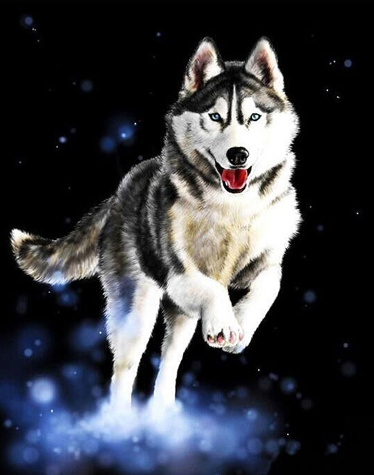 Husky en la Noche Pintar por Números
