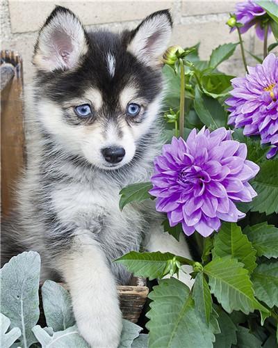 Husky Pequeño y Flores Moradas con Hojas Verdes Pintar por Números