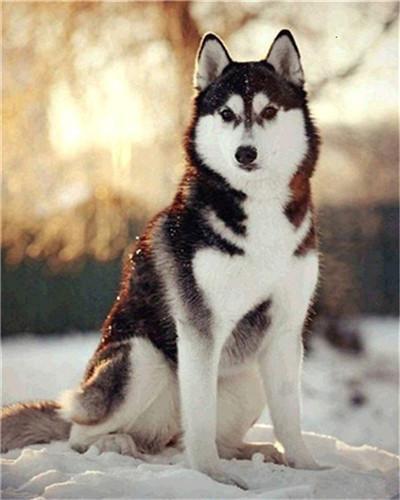 Husky Sentado en la Tierra Nevada Pintar por Números