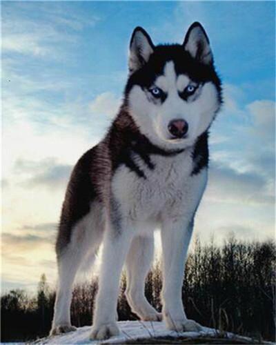 Husky sobre Cima de Montaña Pintar por Números