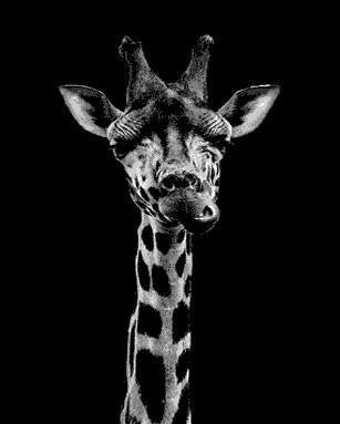 Jirafa Graciosa en Blanco y Negro Pintar por Números