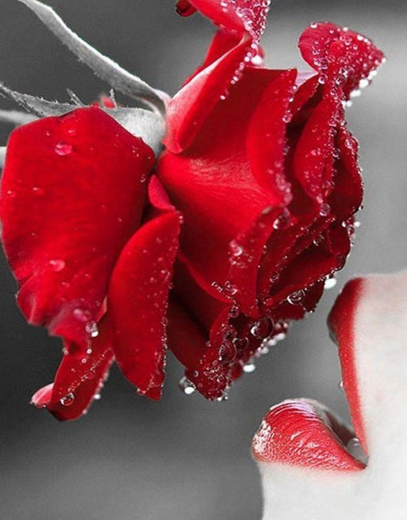 Labios Rojos y Rosa Roja con Gotas de Agua Pintar por Números