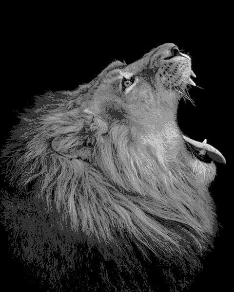León Blanco y Negro Rugiendo Pintar por Números
