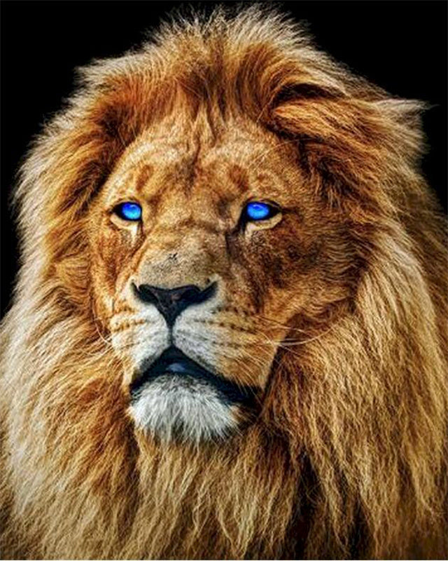 León con Ojos Azules Pintar por Números