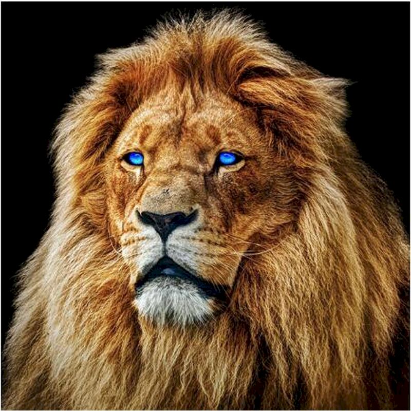 León con Ojos Azules Pintar por Números