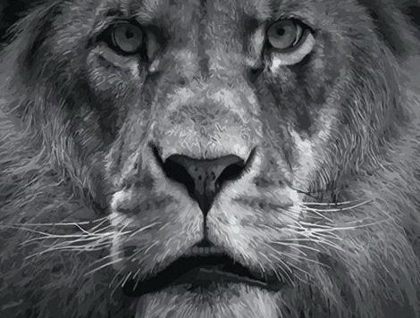 León Salvaje en Blanco y Negro Pintar por Números