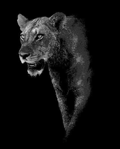 Leopardo en la Oscuridad con un Fondo Negro Pintar por Números