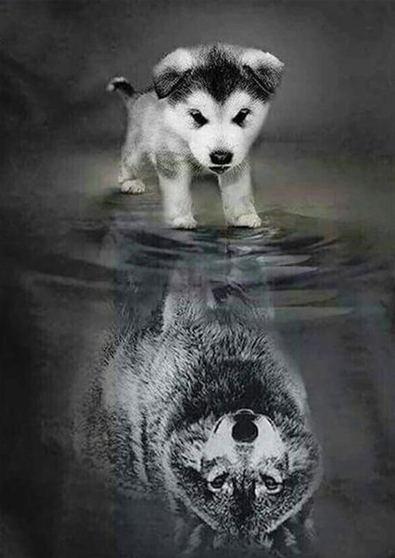 Lobo Bebé y Crecido Pintar por Números