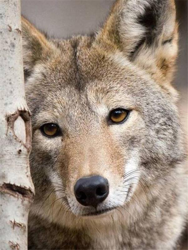 Lobo Lindo al Lado de Árbol Pintar por Números