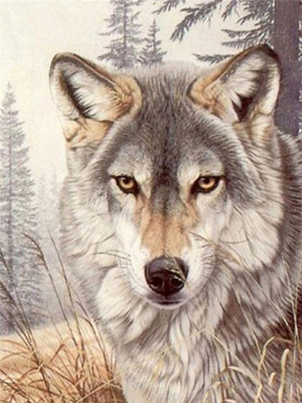 Lobo sobre Hierba Amarilla y Fondo de Árboles Pintar por Números