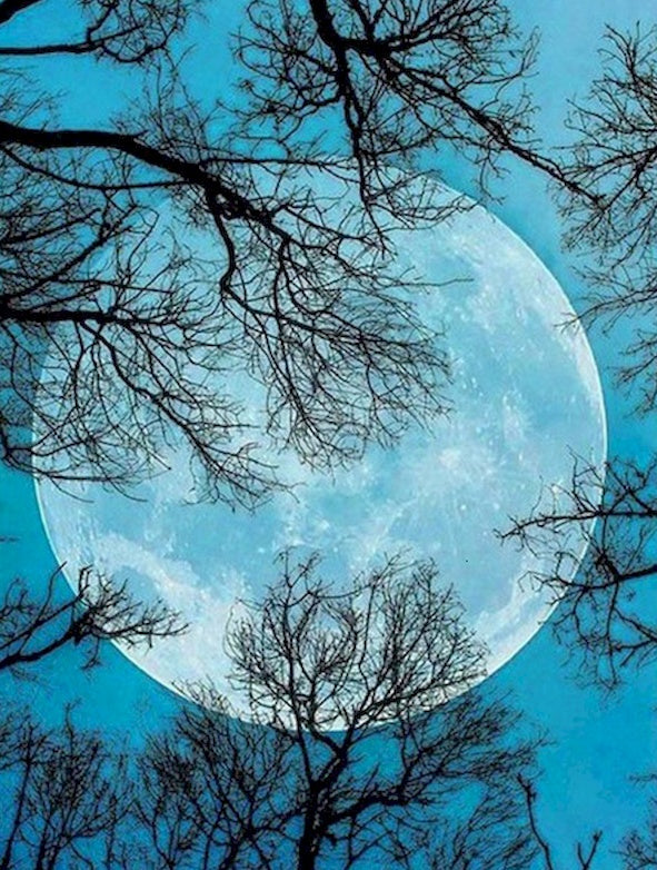 Luna Llena y Cielo Azul y Ramas de Árboles Pintar por Números
