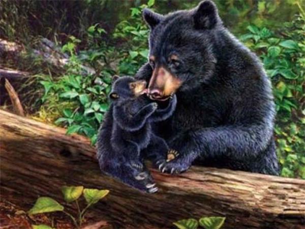 Madre Oso Negro y Su Bebé sobre Tronco Pintar por Números