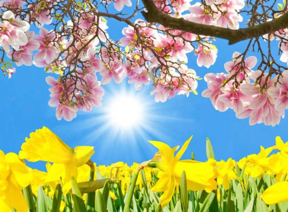 Magnolia Rosada y Flores de Narciso Amarillo al Sol Pintar por Números