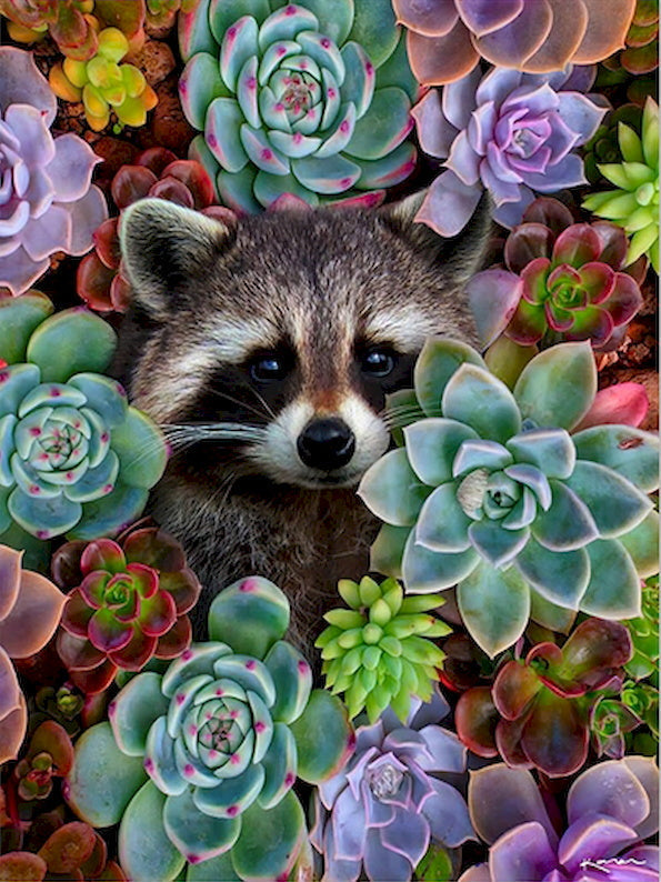 Mapache entre Plantas de Suculentas Pintar por Números