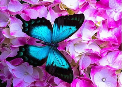 Mariposa Azul y Hortensia Rosa Pintar por Números