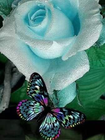Mariposa Colorida y Rosa Azul Clara Pintar por Números