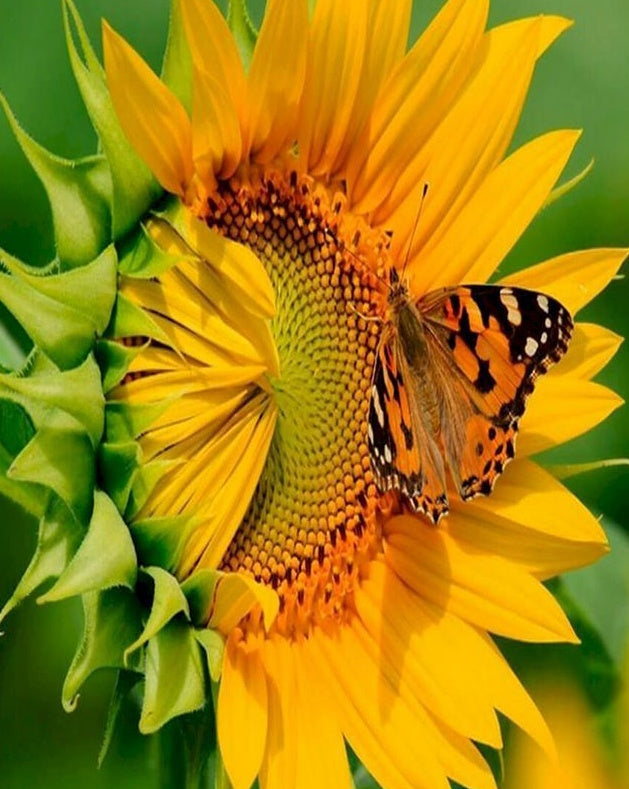 Mariposa sobre un Girasol de Cerca Pintar por Números
