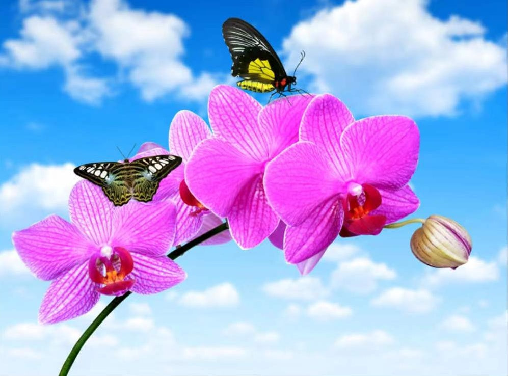 Mariposas Paradas sobre Orquídeas Rosadas y Cielo Azul Pintar por Números