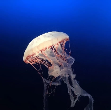 Medusas Blancas Pintar por Números