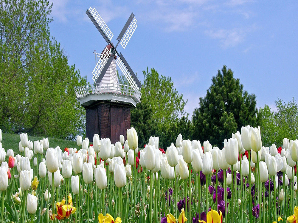 Molino de Viento y Campo de Tulipán Pintar por Números