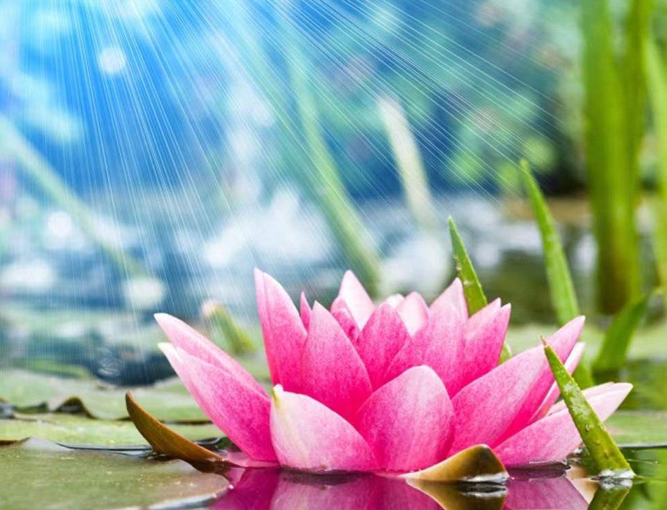 Nenúfar Rosado de Cerca en Agua a la Luz del Sol Pintar por Números