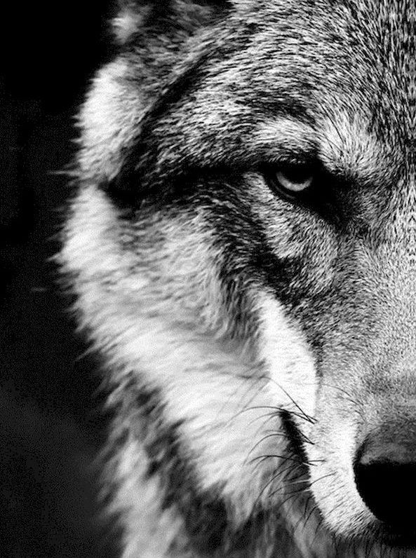 Ojo de Lobo en Blanco y Negro Pintar por Números