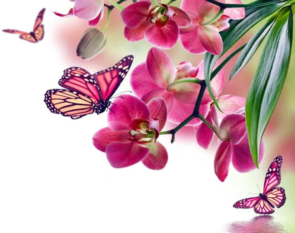 Orquídeas de Color Rosado Oscuro y Mariposas Pintar por Números