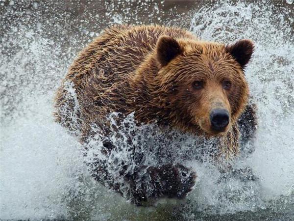 Oso Pardo Corriendo en el Agua Pintar por Números