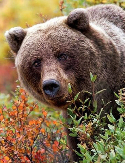 Oso Pardo entre Plantas Verdes Pintar por Números