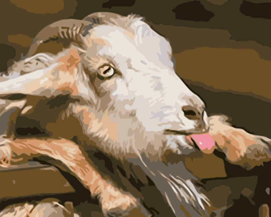 Oveja Sacando Su Lengua Pintar por Números