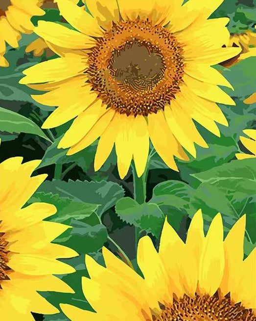 Paisaje de Girasoles de Hojas Verdes Pintar por Números