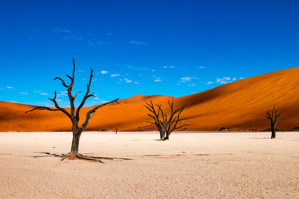 Paisaje Desértico con Árboles Pintar por Números
