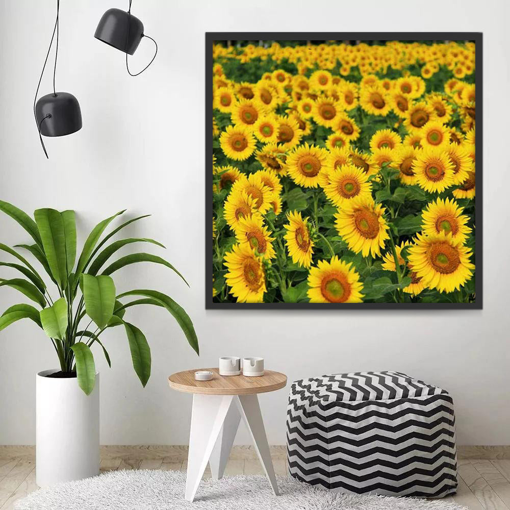 Paisaje Natural de Campo de Girasoles Pintar por Números