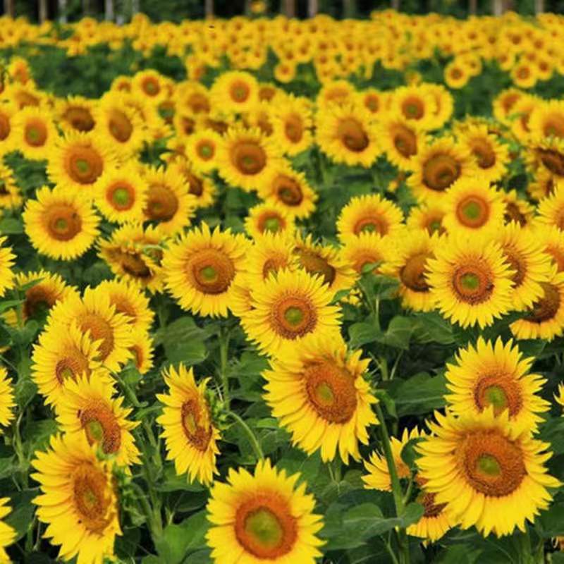 Paisaje Natural de Campo de Girasoles Pintar por Números