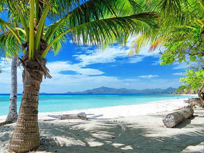 Paisaje Natural de Palmeras en la Playa Pintar por Números